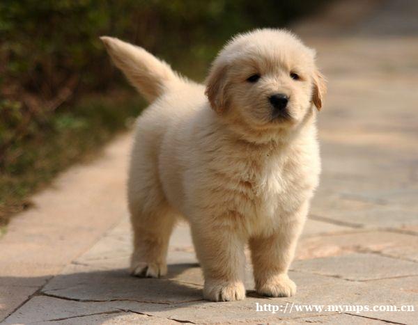 长春哪里有卖金毛 金毛多少钱一只 金毛图片 长春哪里有卖金毛 金毛多少钱一只 金毛图片