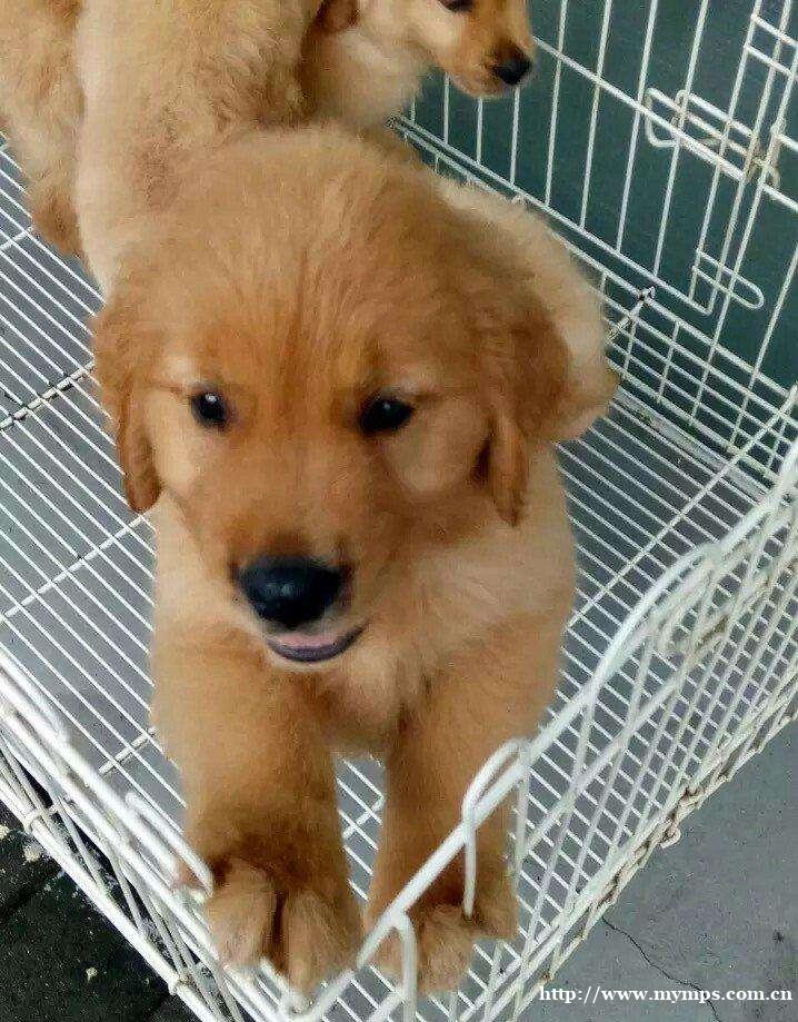 长春哪里有卖金毛 金毛多少钱一只 金毛图片 长春哪里有卖金毛 金毛多少钱一只 金毛图片