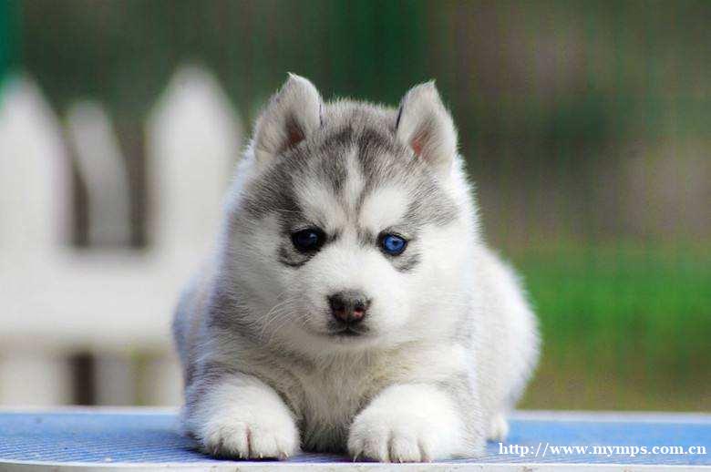 长春活泼帅气三把火蓝眼睛哈士奇疫苗齐全包健康 长春活泼帅气三把火蓝眼睛哈士奇疫苗齐全包健康