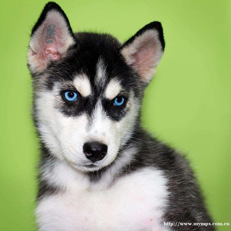 长春活泼帅气三把火蓝眼睛哈士奇疫苗齐全包健康 长春活泼帅气三把火蓝眼睛哈士奇疫苗齐全包健康