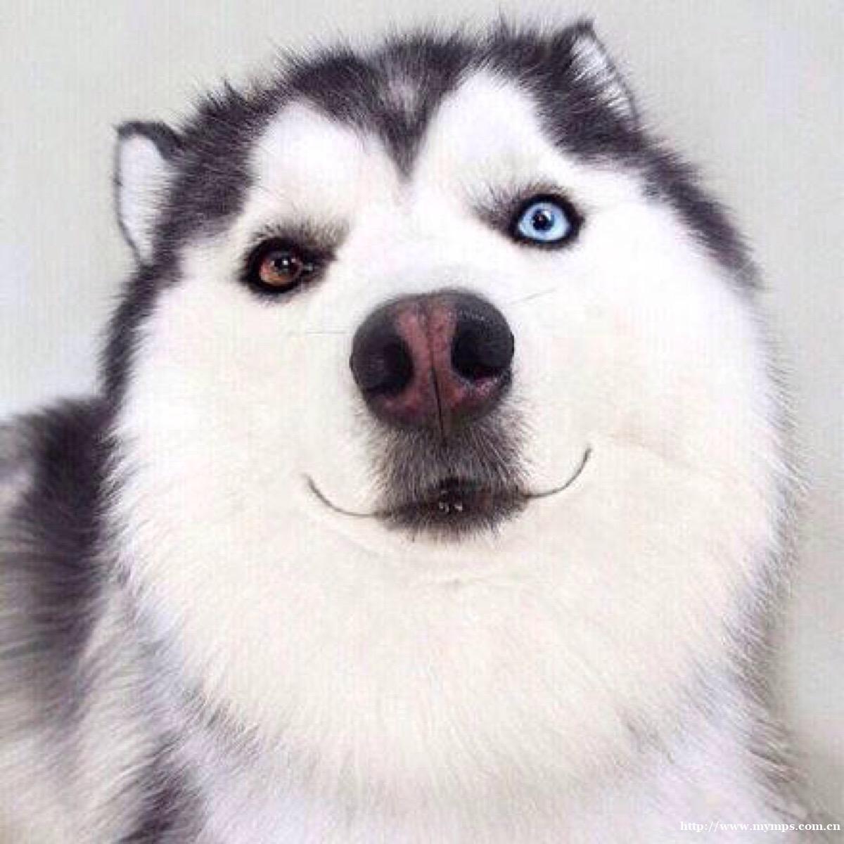 长春活泼帅气三把火蓝眼睛哈士奇疫苗齐全包健康 长春活泼帅气三把火蓝眼睛哈士奇疫苗齐全包健康