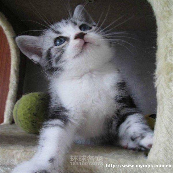 长春哪里有卖英国短毛猫 英国短毛猫多少钱一只 长春哪里有卖英国短毛猫 英国短毛猫多少钱一只
