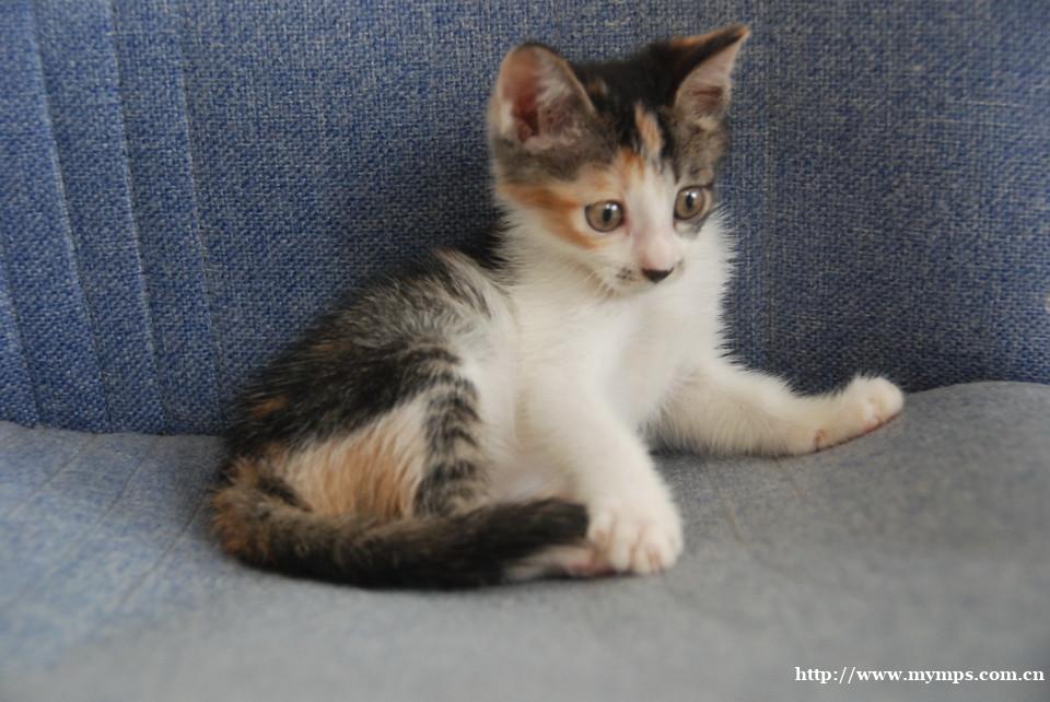 长春哪里有卖英国短毛猫 英国短毛猫多少钱一只 长春哪里有卖英国短毛猫 英国短毛猫多少钱一只