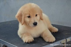 长春哪里有卖金毛|金毛多少钱一只