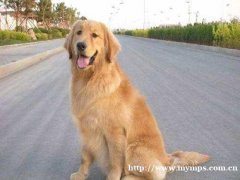 长春哪里有卖金毛|金毛多少钱一只