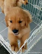 长春哪里有卖金毛 金毛多少钱一只 金毛图片