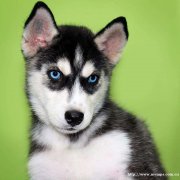 长春活泼帅气三把火蓝眼睛哈士奇疫苗齐全包健康