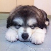 长春高血统阿拉斯加超乖活泼可爱黑色阿拉斯加