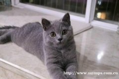 长春橘眼大包子脸英短蓝猫 骨架好毛色亮