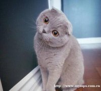 长春折耳幼猫,猫舍繁殖,健康纯种,品质保障