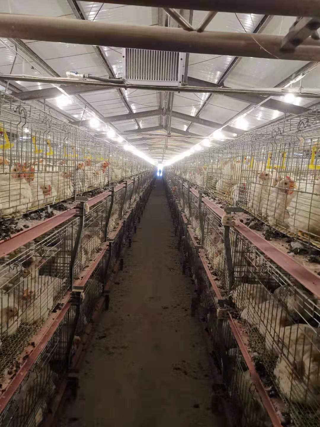 自动化养殖场招聘