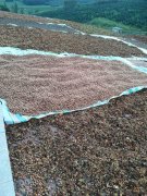 山场榛子园整体出售