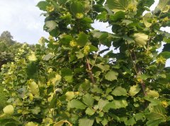 山场榛子园整体出售