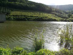 山场榛子园整体出售