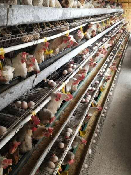 蛋鸡场招聘饲养员