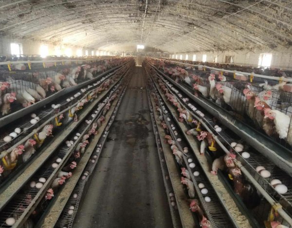 蛋鸡场招聘饲养员