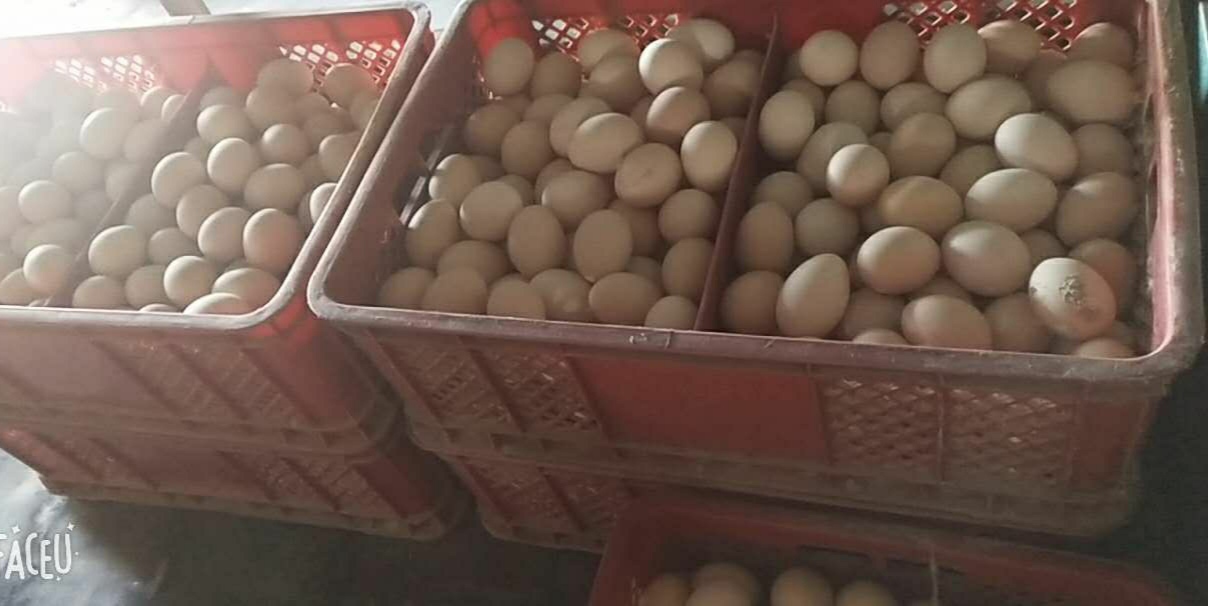 蛋鸡场招聘饲养员