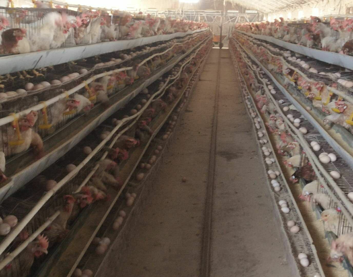 蛋鸡场招聘饲养员