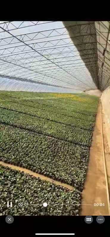 园林绿化工程有限公司长年招工人