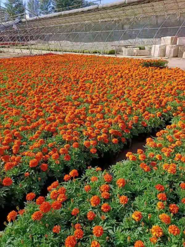 园林绿化工程有限公司长年招工人