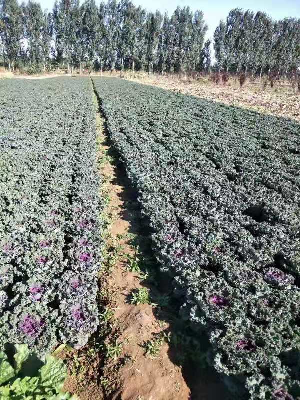 园林绿化工程有限公司长年招工人