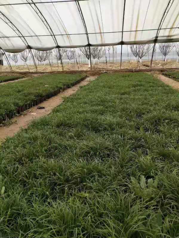 园林绿化工程有限公司长年招工人