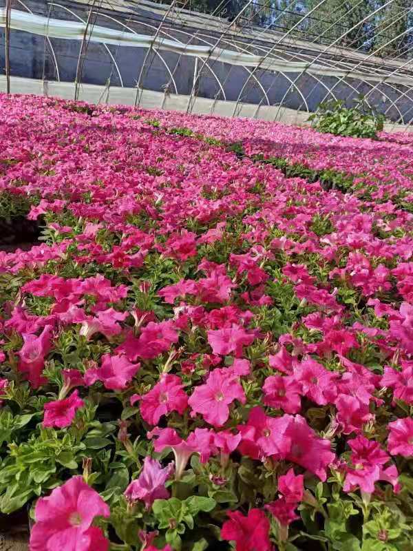 园林绿化工程有限公司长年招工人