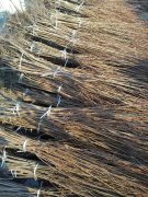 吉林省荣超苗木繁育基地