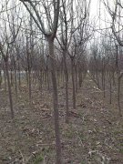 吉林省荣超苗木繁育基地