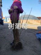 吉林省荣超苗木繁育基地