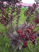 出售山庄（伊通满族自治县）