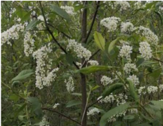 出售山庄（伊通满族自治县）