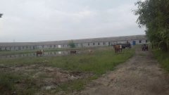 本人有厂房出租出售