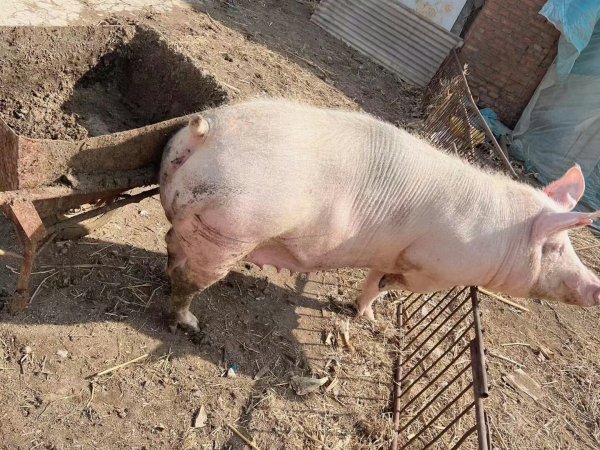 聘猪场饲养员一对夫妻